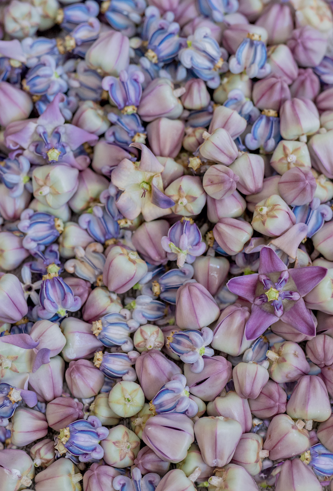pile of purple crownflowers