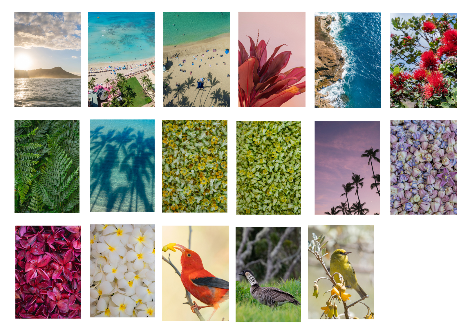 Artist's Pick 6- six 4x6 folded photo cards with envelope