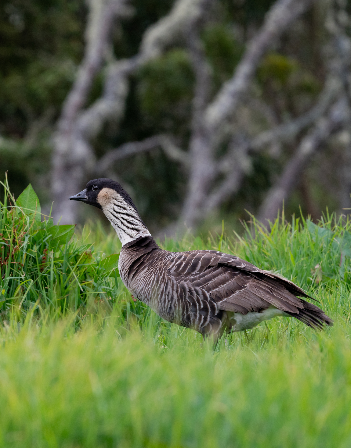 4x6 inch blank folded photo card with envelope (one)