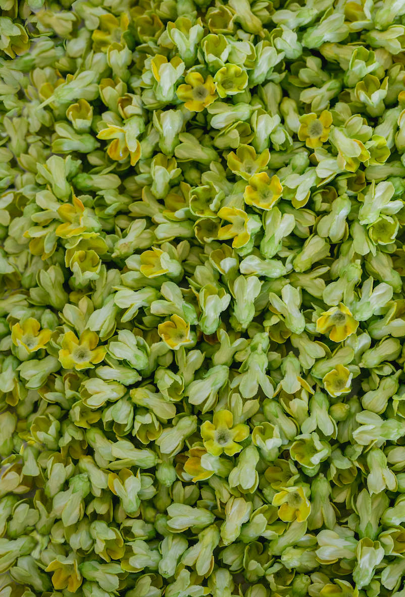 4x6 inch blank folded photo card with envelope (one)