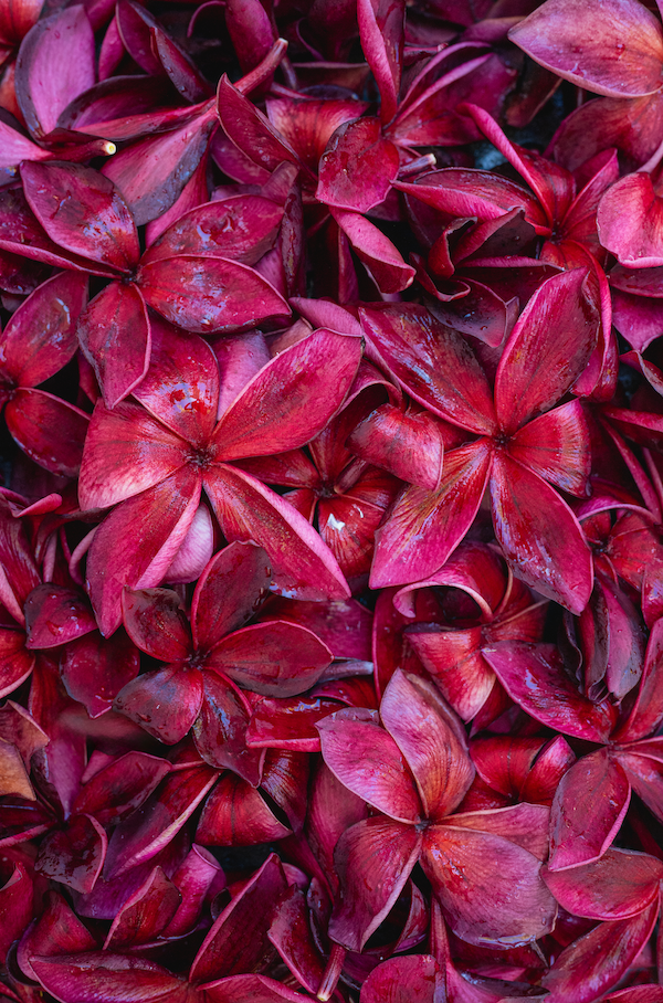 4x6 inch blank folded photo card with envelope (one)