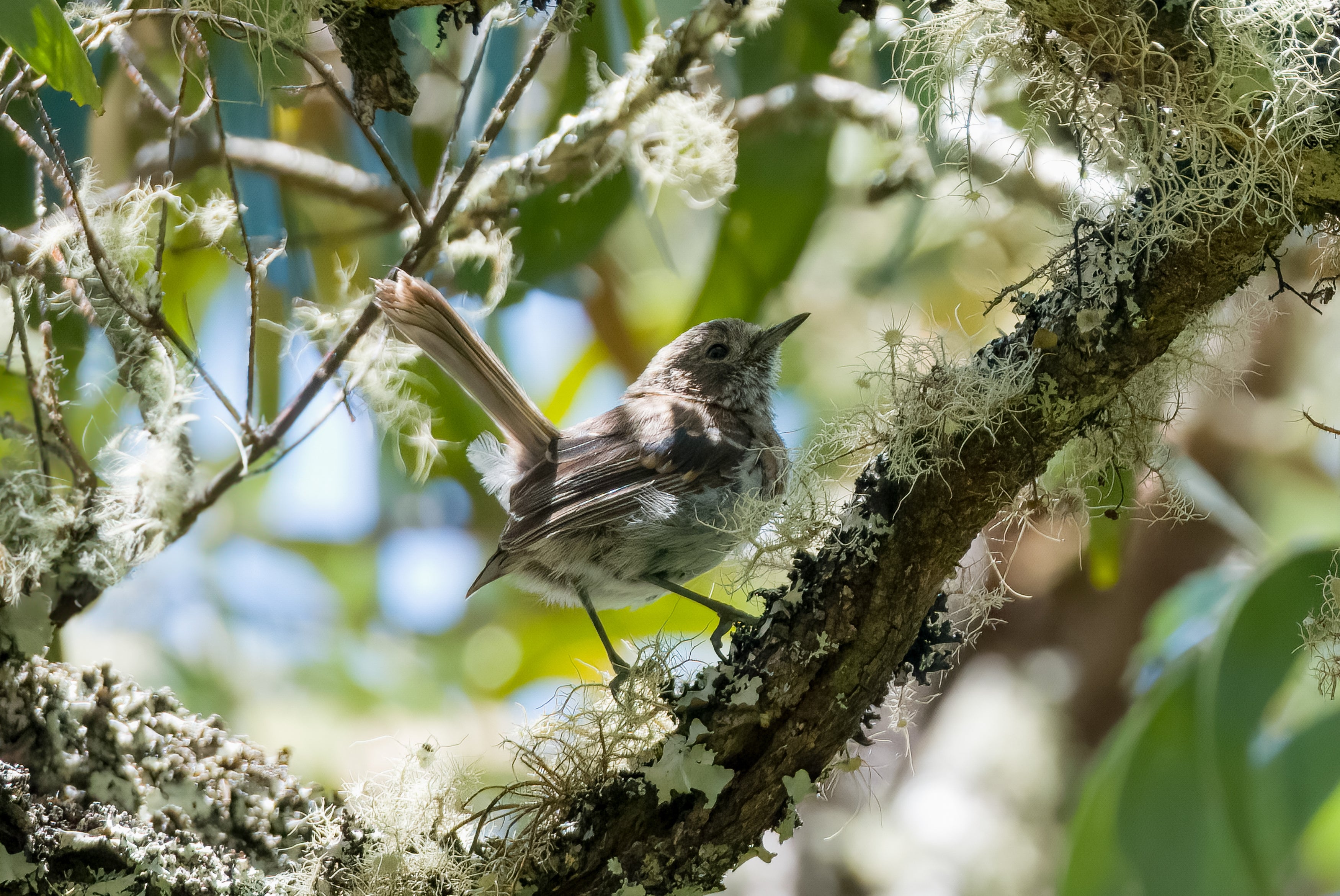 Elepaio standing in shade on mossy branch